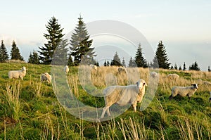 Sheep feeding on grass