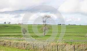 Sheep feeding on green grass in a farm paddock in New Zealand.