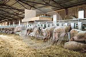 Sheep feeding on hay, agriculture industry, farming and husbandry concept