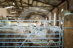 Sheep feeding on hay, agriculture industry, farming and husbandry concept