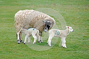 Sheep feeding lambs