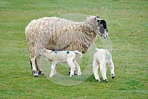 Sheep feeding lambs