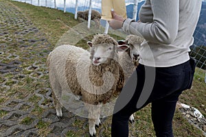sheep feeding at qingjing farm