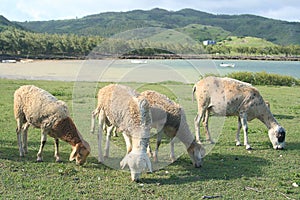 Sheep feeding by the sea, Rodrigues Island