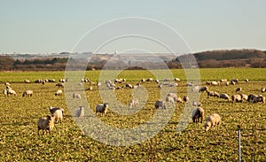 Sheep feeding on sugar beat waste.