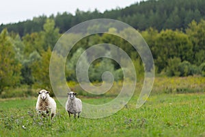 Sheep in the fiel grazing the green grass