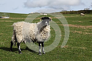 Sheep in field