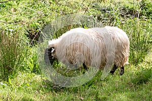 Sheep in a field