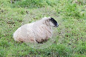 Sheep in a field