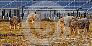 Sheep in field.