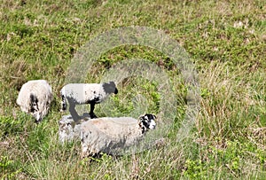 Sheep in a Field