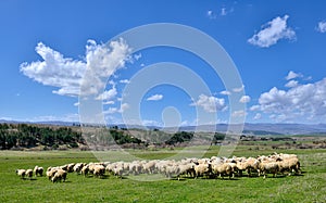 Sheep on the field