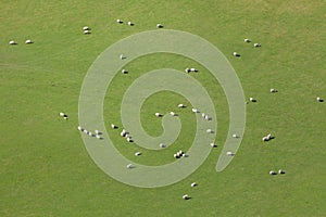 Sheep on field