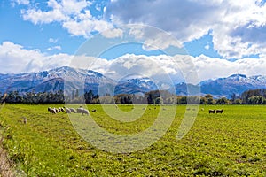 Sheep In The Field Against A Snow Alps Backdrop