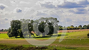 Sheep in a field around a copse on a summer day