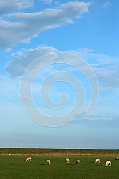 Sheep in field below white clouds in blue sky