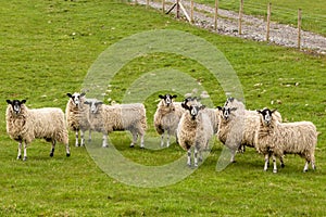 Sheep in a field in the Cumbrian countryside