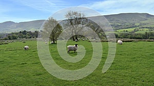 Sheep in field with large agricultural background