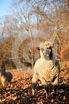 Sheep in a field in morning