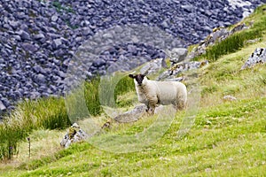 Sheep on field in mountains