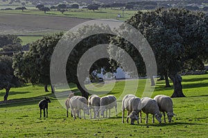 Sheep in a field with oaks