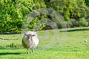 Sheep in the field in spring with sunlight