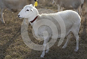 Sheep on a field with sun coming from behind