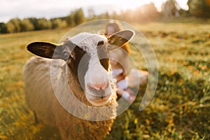 a sheep on a field at sunset on a summer day