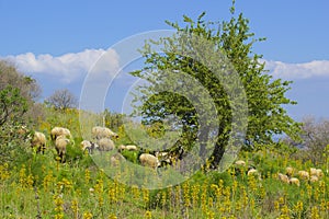 Sheep in the field, Turkey
