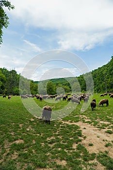 Sheep on a field under blue sky photo