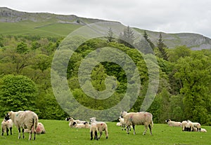 Sheep in fields above Clapham in Yorkshire Dales