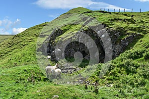 Sheep finding sheltered spot on Treak Cliff hill