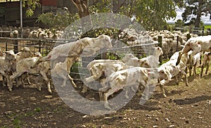 Sheep flee the holding area after just being shorn