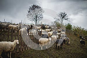 Sheep flock