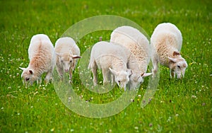 Sheep flock