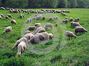 Sheep flock