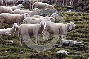 Sheep flock