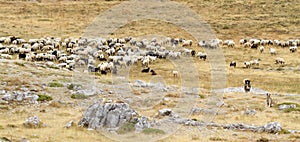 Sheep Flock