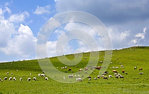 Sheep Flock