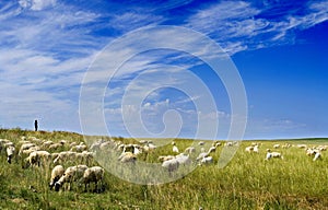 Sheep flock & Blue sky