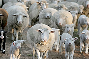 Sheep Flock Going Home