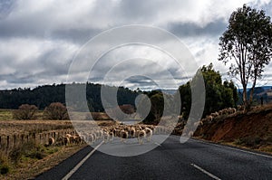 Sheep flock going to a new pasture blocking the road