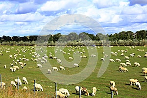 Sheep flock  is on the grassland