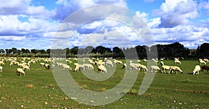 Sheep flock  is on the grassland