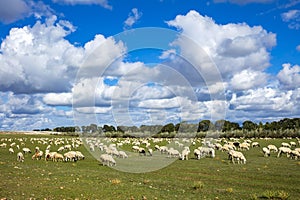 Sheep flock  is on the grassland