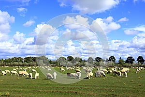 Sheep flock  is on the grassland