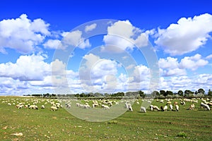 Sheep flock  is on the grassland