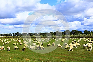 Sheep flock  is on the grassland