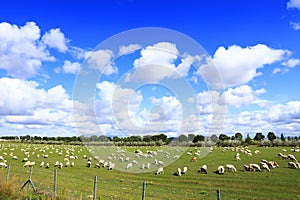 Sheep flock  is on the grassland