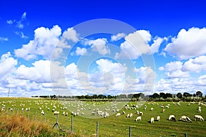 Sheep flock  is on the grassland